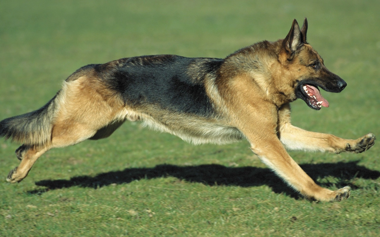 German Shepherd on the Grass