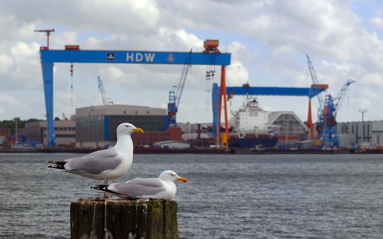 Gulls in the Bay