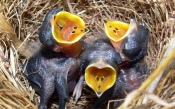 Nestlings in the Nest