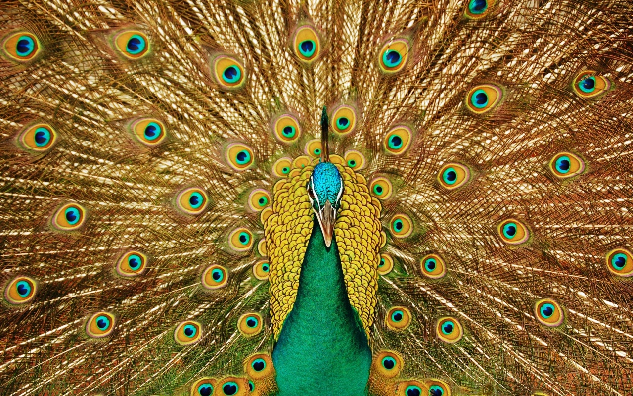 Peacock Dissolved the Tail
