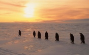 Penguins at Sunset