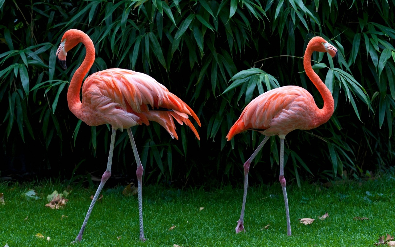 Pink Flamingos