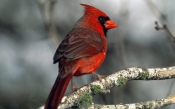 Red Cardinal