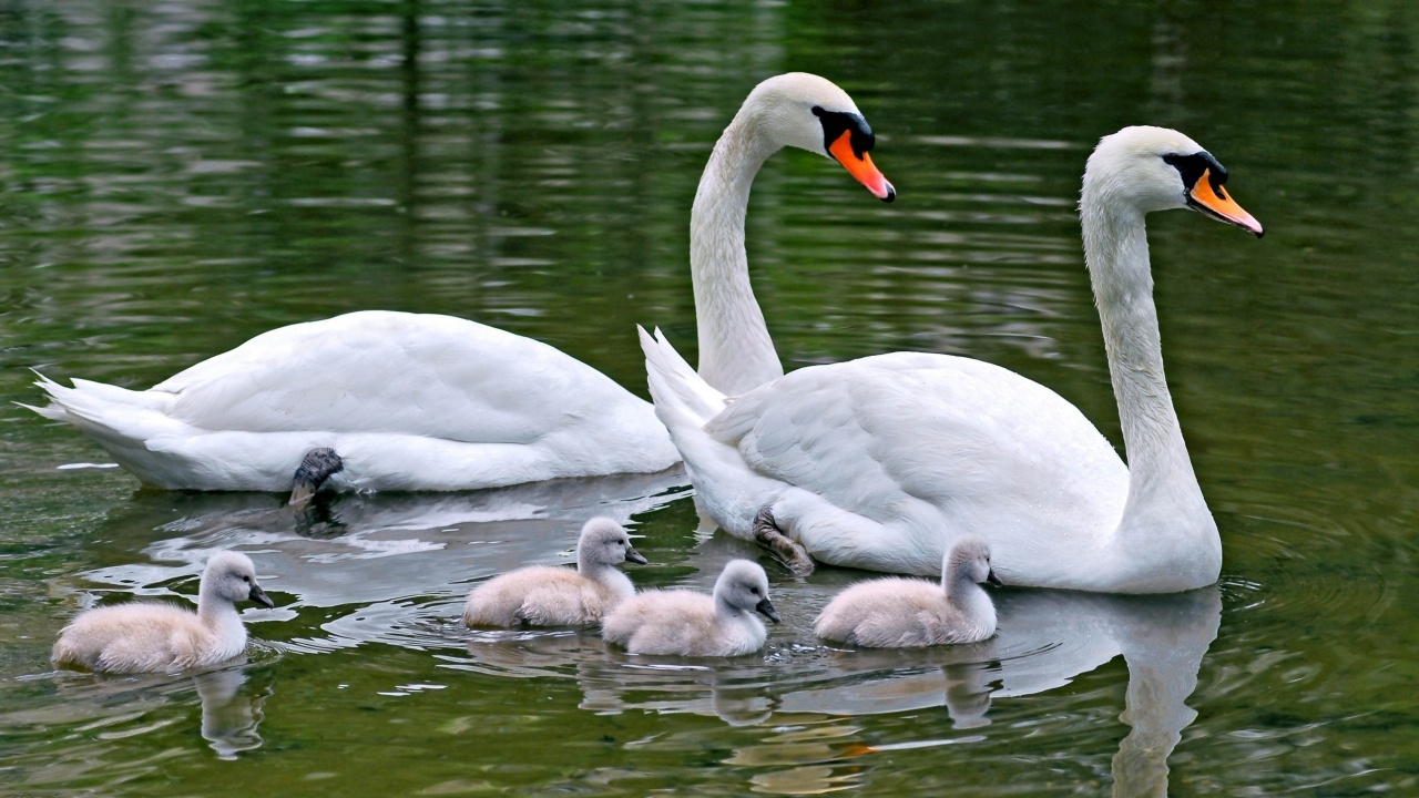 Swan Family