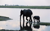 The Elephant and the Elephant Calf