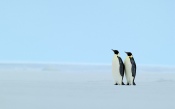 Two Emperor Penguin in the Snow