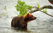 Wet Bear