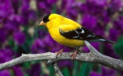 Yellow and Black Bird on a Branch