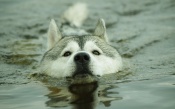 Husky Dog Swims