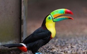 A Beautiful Toucan