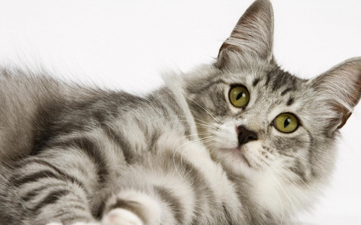 A Large Gray Cat on a White Background