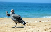 Gull on the Beach