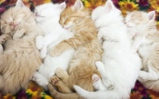 Kittens Sleeping in a Row