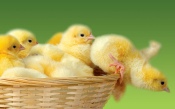 Little Yellow Chickens in Basket