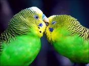 Two Budgies