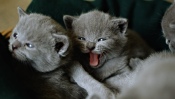 British Kittens