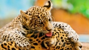 Leopard Family