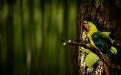 Parrot on a Tree