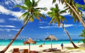 Palm Trees and Beach Umbrellas