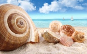 Seashells, Beach, Sea