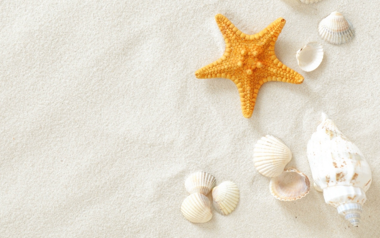 Seashells, Starfish on the Sand