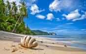 Shell on the Beach