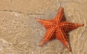 Big Red Starfish