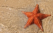 Starfish