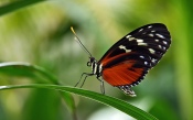 Butterfly on a Grass