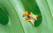 Green Frog on Green Leaf