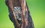 Owl in a Tree