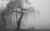 Man on a Bench Under a Tree