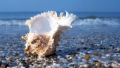 Shell, the Sea, Pebble