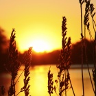 Grass and Perfect Sunset