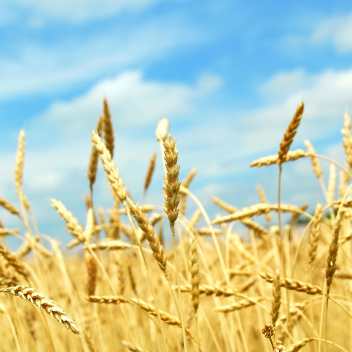 Wheat Field