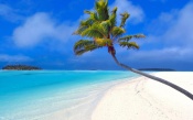 A Palm Tree on Beach