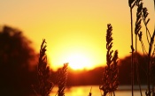 Grass at Sunset