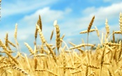 Field of Yellow Wheat Ears