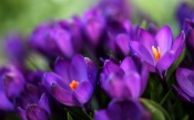 Purple Crocuses