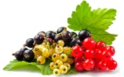 Red, Black and White Currants