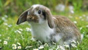 Rabbit in the Grass