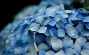 Hydrangea