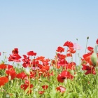 Poppy Field