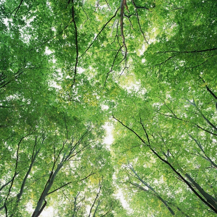 Crowns of Trees