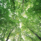 Crowns of Trees, Amazing Green