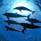 Dolphins