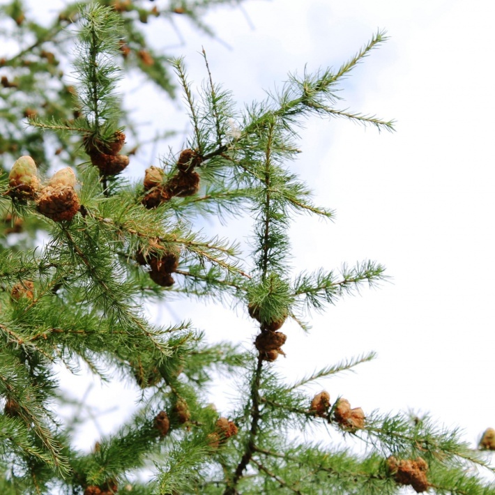 Fir Cones