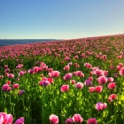 Poppy Field