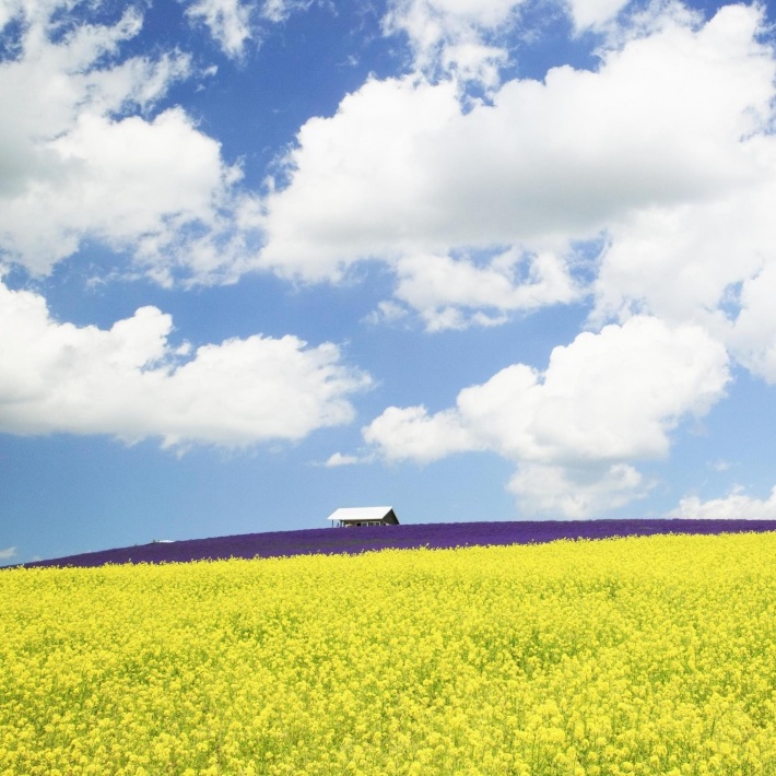 Fields of Different Colors