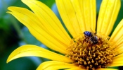 Bee on a Flower